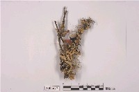 藏品(袋梅衣屬)的圖片